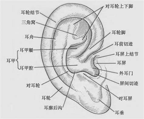 耳廓 意思|什么是耳廓？